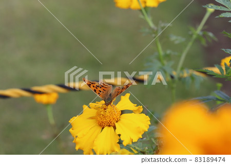 逗號吸著秋天花園裡盛開的黃色萬壽菊花的花蜜 逗號吸著秋天花園裡盛開的黃色萬壽菊花的花蜜 83189474