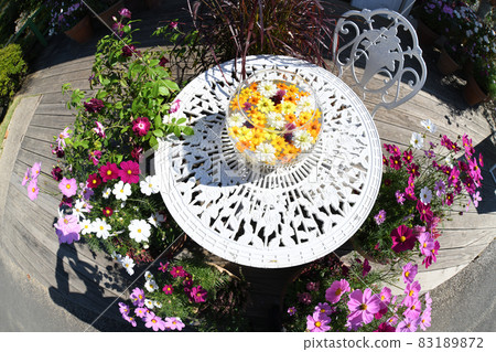 Flower hand water and cosmos flowers 83189872