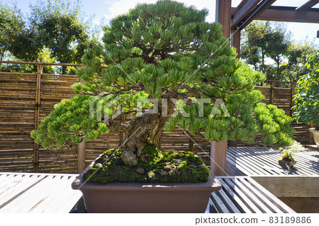 松樹盆景 83189886