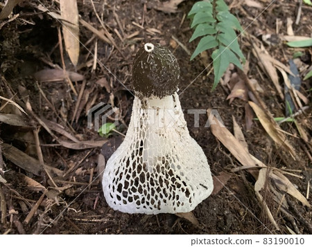 Phallus indusia 蕾絲連衣裙 83190010