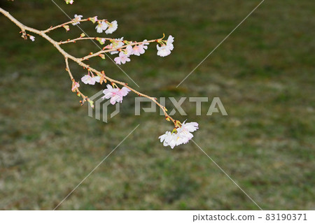 October cherry blossoms at Kyoto Gyoen National Garden 83190371