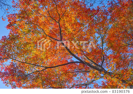 Shogun Tsukae藍色龍秋葉 83190376