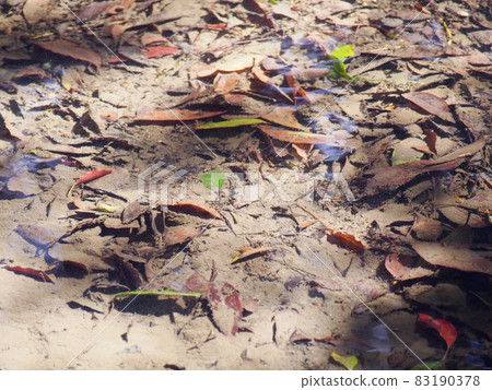落葉在水中 落葉在水中 83190378