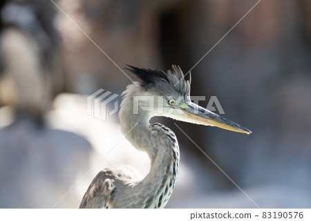 Gray heron 83190576