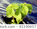 Young leaves of green soybeans bathed in the morning sun 83190657