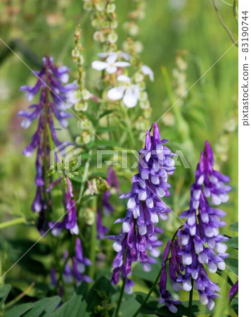 Hairy vetch (Vicia villosa) (Kikuchi Riverbed, Tamana City, Kumamoto Prefecture) Hairy vetch (Vicia villosa) (Kikuchi Riverbed, Tamana City, Kumamoto Prefecture) 83190744