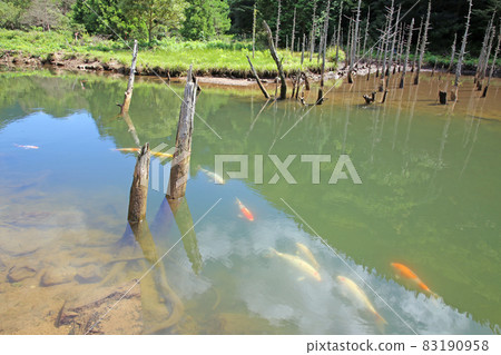 Submerged forest Submerged forest 83190958