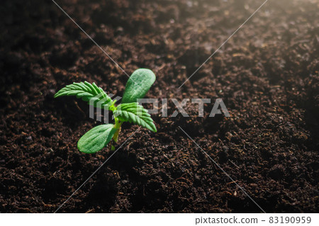 close up small cannabis from seed in garden close up small cannabis from seed in garden 83190959