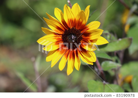Scenery taken by focusing on a single small sunflower 83190978