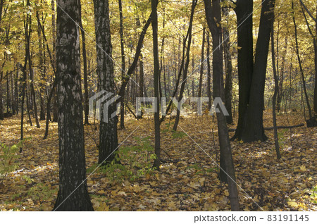 Autumn landscape 83191145