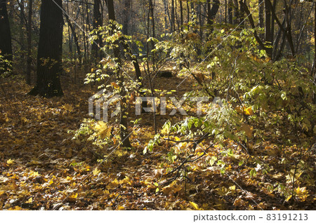 Autumn landscape in Sokolniki park 83191213