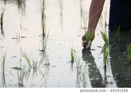 Farmer rice planting on water Farmer rice planting on water 83191388
