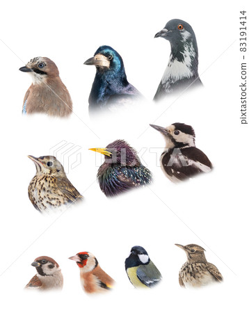 collage portraits of popular urban birds isolated on white 83191414