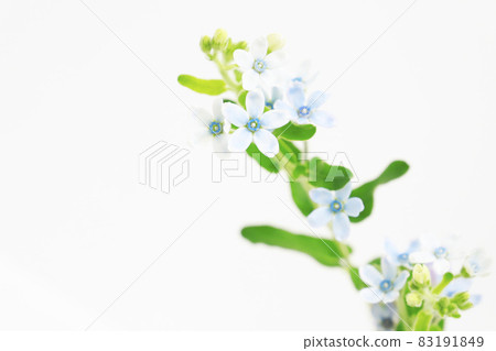 花楸花 照片素材 圖片 圖庫