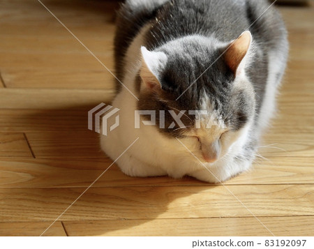 A bird's-eye view of a gray and white Hachiwareneko sleeping on the floor A bird's-eye view of a gray and white Hachiwareneko sleeping on the floor 83192097