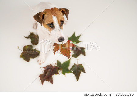 The dog is holding a bunch of maple leaves on a white background. The dog is holding a bunch of maple leaves on a white background. 83192180