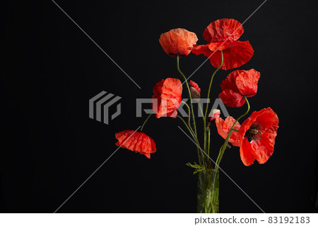 Remembrance Day greeting card. Beautiful red poppies flowers on black background. Lest we forget. Remembrance Day greeting card. Beautiful red poppies flowers on black background. Lest we forget. 83192183