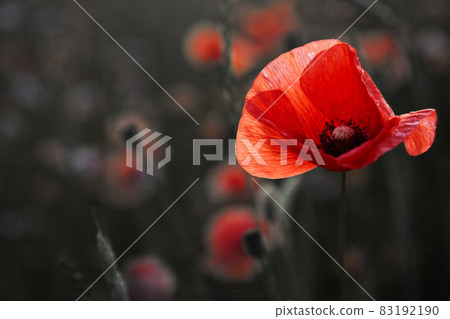 Remembrance day poppy. Red poppies in a poppies field with desaturated background Remembrance day poppy. Red poppies in a poppies field with desaturated background 83192190