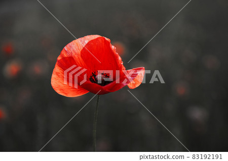 Remembrance day poppy. Red poppies in a poppies field with desaturated background Remembrance day poppy. Red poppies in a poppies field with desaturated background 83192191