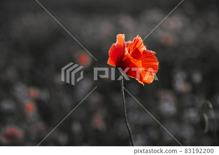 Remembrance day poppy. Red poppies in a poppies field with desaturated background 83192200