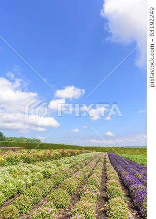 Autumn Furano flower garden 83192249