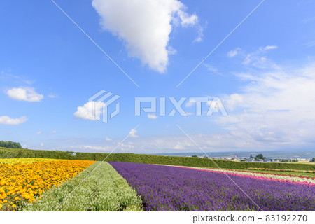 Autumn Furano flower garden 83192270