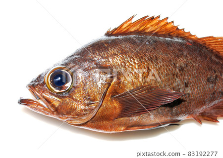 岩岸捕魚捕獲的黑石斑魚 83192277
