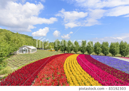 秋天的富良野花園 83192303