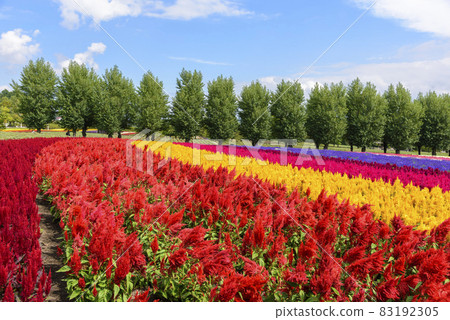 秋天的富良野花園 83192305