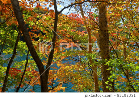Higashiogawa, Katashina-mura, Tone-gun, Gunma Prefecture Autumn leaves on the shores of Lake Marunuma in Nikko National Park Higashiogawa, Katashina-mura, Tone-gun, Gunma Prefecture Autumn leaves on the shores of Lake Marunuma in Nikko National Park 83192351