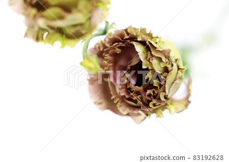 Grandiflorum eustoma Grandiflorum eustoma 83192628