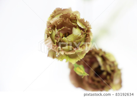 Grandiflorum eustoma Grandiflorum eustoma 83192634