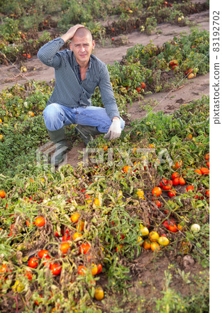 Farmer examining damaged tomato plants on farm field 83192702