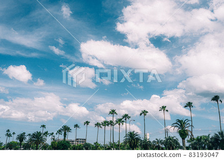 宮崎棕櫚樹 宮崎棕櫚樹 83193047