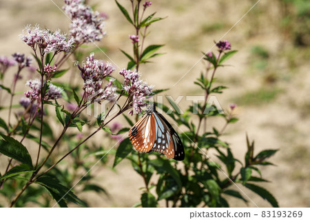 Traveling butterfly Chestnut tiger 83193269