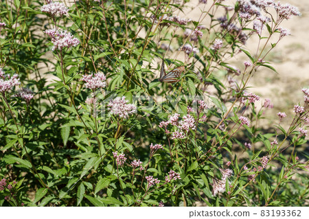 Traveling butterfly Chestnut tiger 83193362