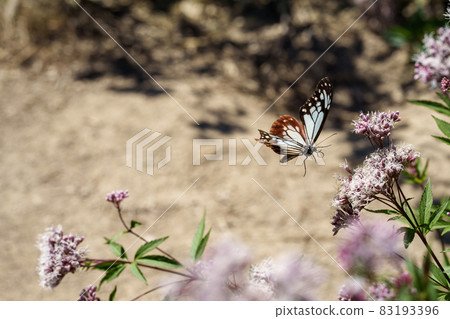 Traveling butterfly Chestnut tiger 83193396