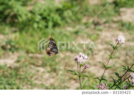 Traveling butterfly Chestnut tiger 83193425