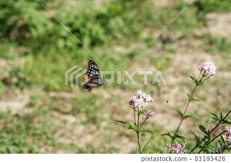 Traveling butterfly Chestnut tiger 83193426