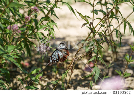 Traveling butterfly Chestnut tiger 83193562