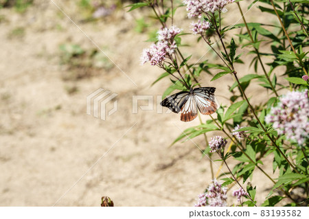 Traveling butterfly Chestnut tiger 83193582