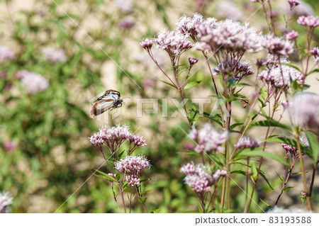 Traveling butterfly Chestnut tiger 83193588
