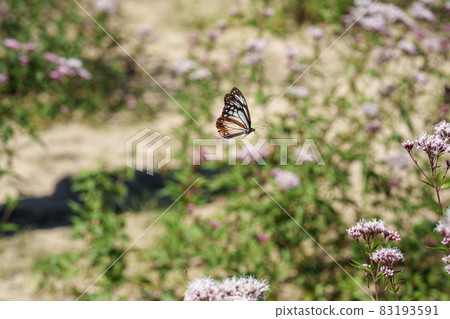 Traveling butterfly Chestnut tiger 83193591