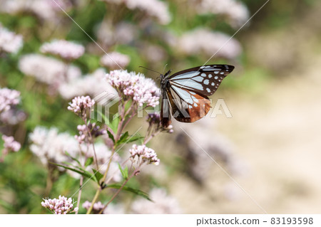 Traveling butterfly Chestnut tiger 83193598