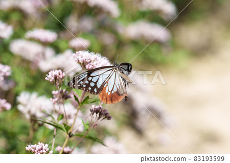 Traveling butterfly Chestnut tiger 83193599