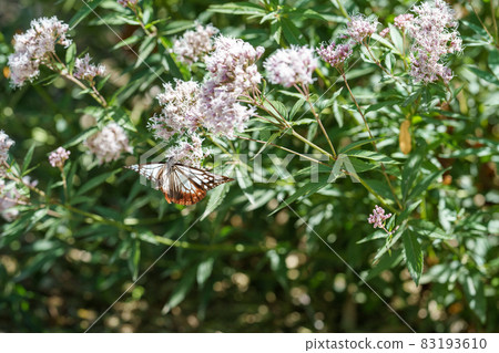 Traveling butterfly Chestnut tiger 83193610