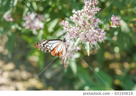 Traveling butterfly Chestnut tiger 83193619