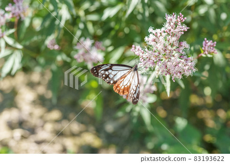 Traveling butterfly Chestnut tiger 83193622