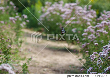 Traveling butterfly Chestnut tiger 83193664