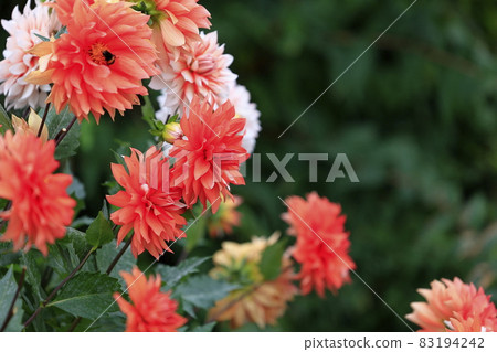 盛開秋花的日野達利亞花園 83194242